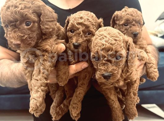 Toy Poddle Bebeklerim 