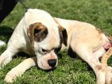 A Scr Amerikan Bulldog Yavrularımız Dünyaya Gelmiştir