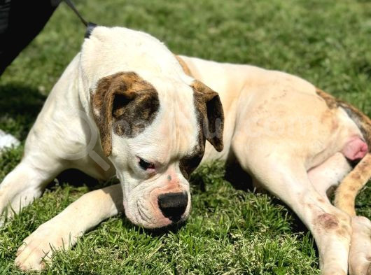A Scr Amerikan Bulldog Yavrularımız Dünyaya Gelmiştir görsel