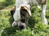 Ameri̇can Bulldog Scr Li̇ Asi̇l Kral