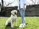 Ameri̇can Bulldog Scr Li̇ Asi̇l Kral