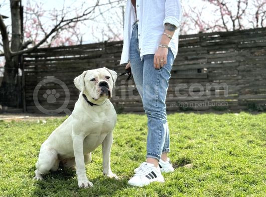Ameri̇can Bulldog Scr Li̇ Asi̇l Kral görsel