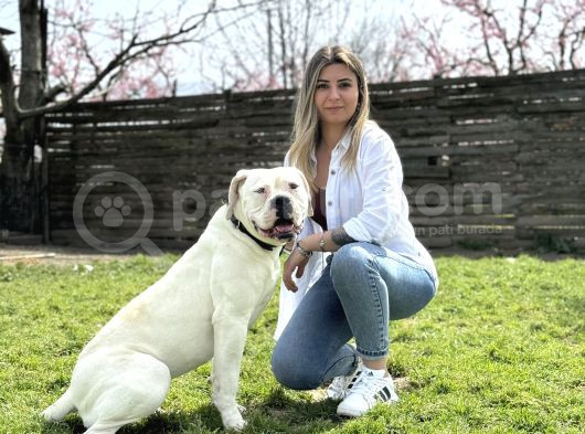 Ameri̇can Bulldog Scr Li̇ Asi̇l Kral görsel
