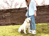 Ameri̇can Bulldog Scr Li̇ Asi̇l Kral