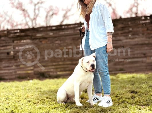 Ameri̇can Bulldog Scr Li̇ Asi̇l Kral görsel