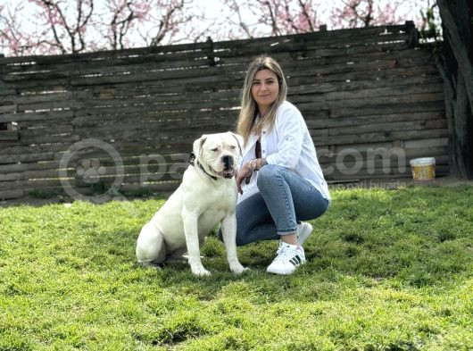 Ameri̇can Bulldog Scr Li̇ Asi̇l Kral görsel