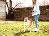 AMERİCAN BULLDOG SCR Lİ ASİL KRAL