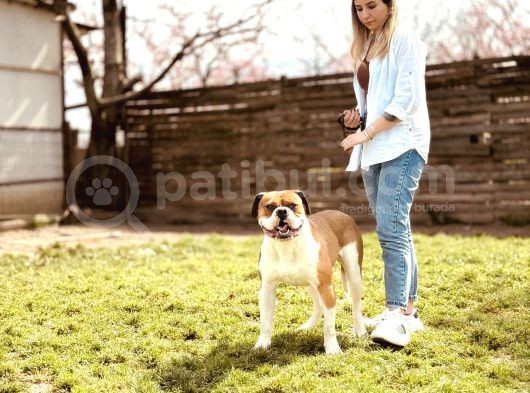 Ameri̇can Bulldog Scr Li̇ Asi̇l Kral