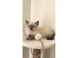 2 Aylık British Shorthair