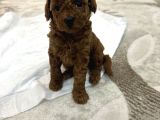 Toy Poddle Bebeklerim 