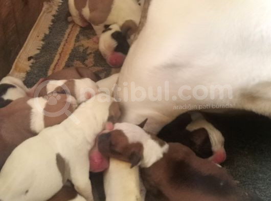 A Scr Amerikan Bulldog Yavrularımız Dünyaya Gelmiştir görsel