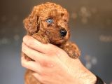 Renkli̇ Gözlü Scr Li̇ Toy Poodle