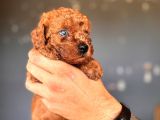 RENKLİ GÖZLÜ SCR Lİ TOY POODLE