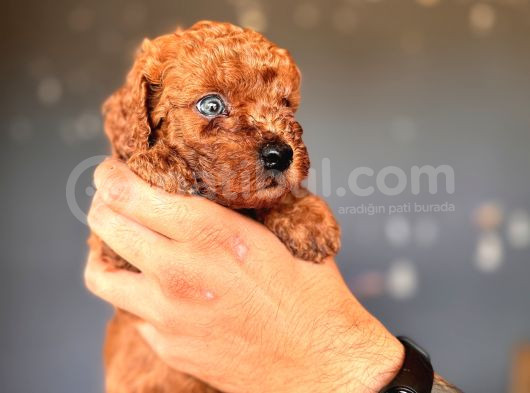Renkli̇ Gözlü Scr Li̇ Toy Poodle