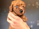 Renkli̇ Gözlü Scr Li̇ Toy Poodle