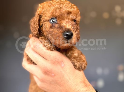 Renkli̇ Gözlü Scr Li̇ Toy Poodle görsel