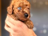 Renkli̇ Gözlü Scr Li̇ Toy Poodle