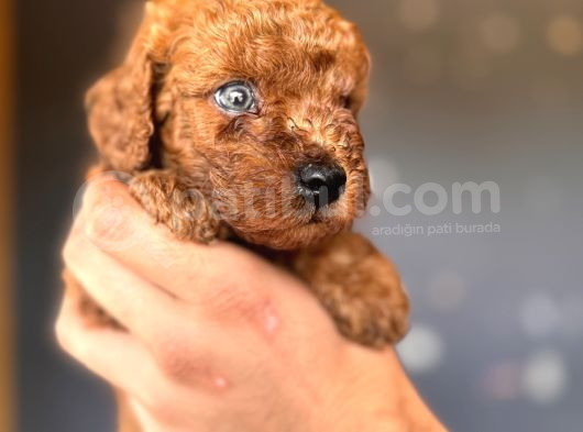 Renkli̇ Gözlü Scr Li̇ Toy Poodle görsel