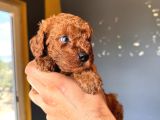 Renkli̇ Gözlü Scr Li̇ Toy Poodle
