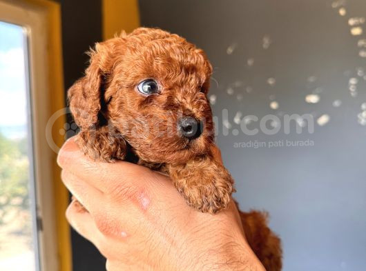 Renkli̇ Gözlü Scr Li̇ Toy Poodle görsel