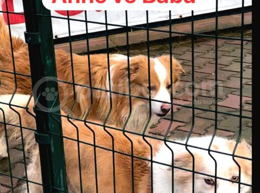 Harika Karakterli Şecereli Premium Border Collieler görsel