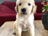 Ev Doğumlu Orjinal Babyface Golden Retriever Yavrular