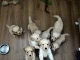 Ev Doğumlu Orjinal Babyface Golden Retriever Yavrular
