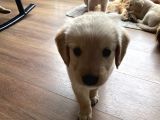 Ev doğumlu orjinal babyface golden retriever yavrular