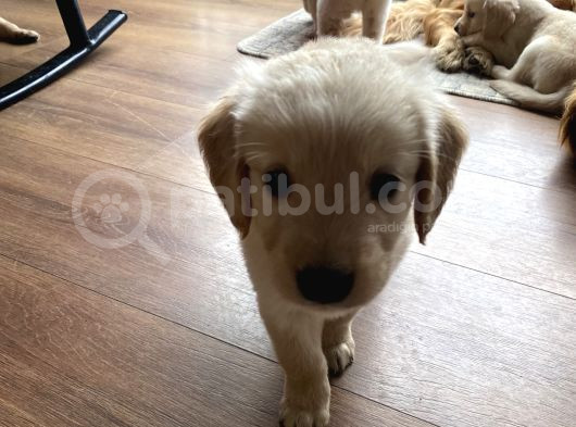 Ev Doğumlu Orjinal Babyface Golden Retriever Yavrular
