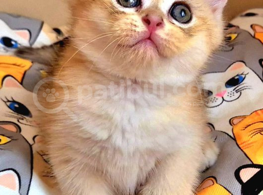 Lisanslı Üreticiden Golden Bebekler görsel