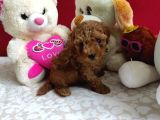Kore Poodle Yavrularımız Erkek Ve Dişi Mevcuttur