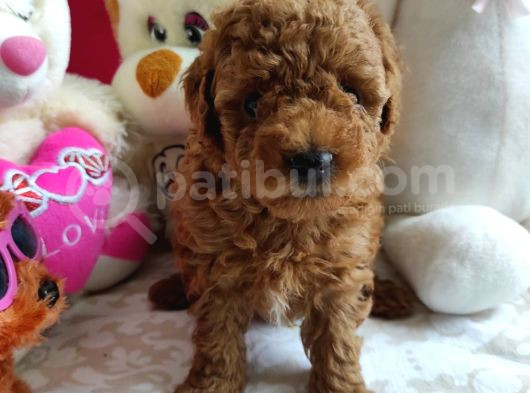 Kore Poodle Yavrularımız Erkek Ve Dişi Mevcuttur görsel