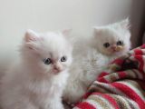 2 Aylık Dişi Ve Erkek Mavişler 