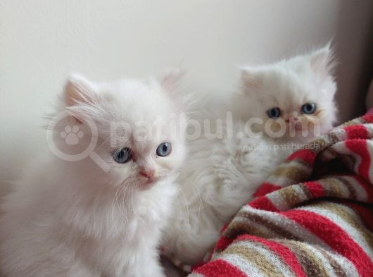 2 Aylık Dişi Ve Erkek Mavişler  görsel