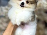 Böyle Güzeli Yok Muhteşem Pomeranian Boo Yavrular