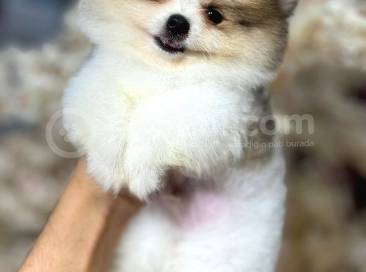 Böyle Güzeli Yok Muhteşem Pomeranian Boo Yavrular görsel