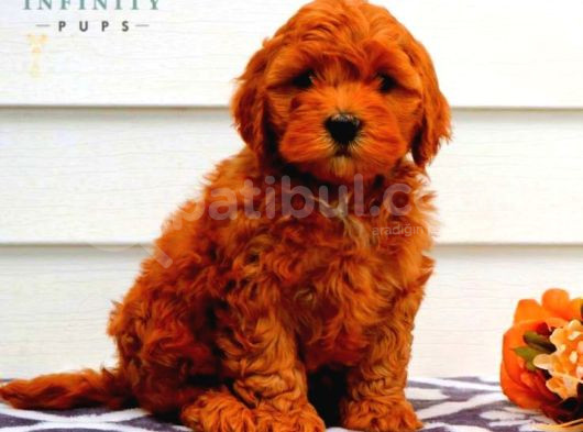 Kipkirmizi Saf Kan Evci̇lbebekler Ev Üreti̇mi̇ Tooy Poodle Yavr