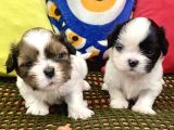 mini Boy shihtzu prenslerim