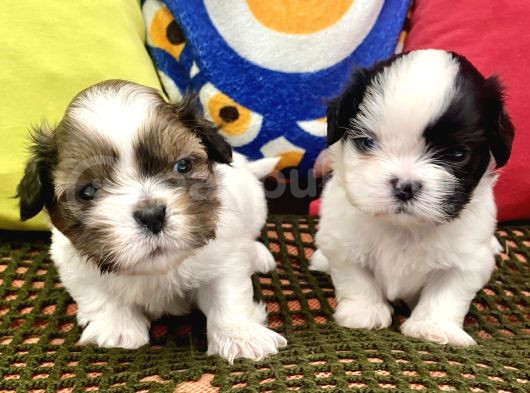 Mini Boy Shihtzu Prenslerim