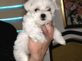 Maltese Terri̇er Pamukçu Doghouse Da