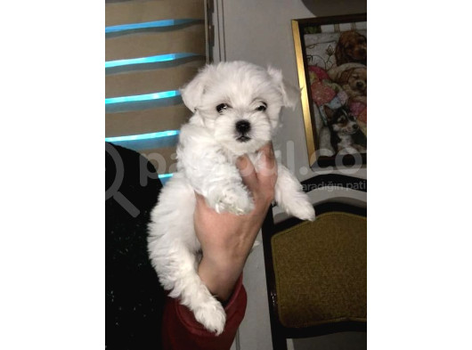 Maltese Terri̇er Pamukçu Doghouse Da görsel