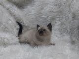 Safkan Bri̇tti̇sh Shorthai̇r Blue Poi̇nt Yavrular
