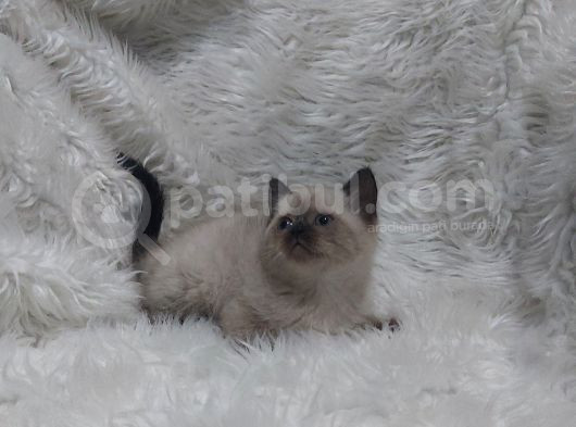 Safkan Bri̇tti̇sh Shorthai̇r Blue Poi̇nt Yavrular görsel
