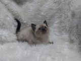 Safkan Bri̇tti̇sh Shorthai̇r Blue Poi̇nt Yavrular