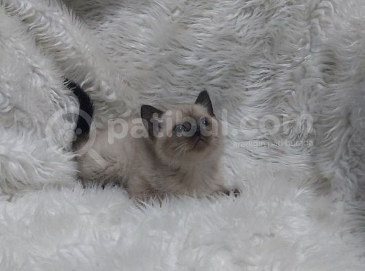 Safkan Bri̇tti̇sh Shorthai̇r Blue Poi̇nt Yavrular görsel