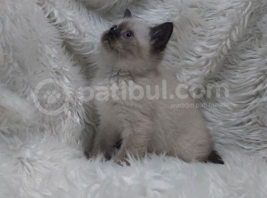 Safkan Bri̇tti̇sh Shorthai̇r Blue Poi̇nt Yavrular görsel