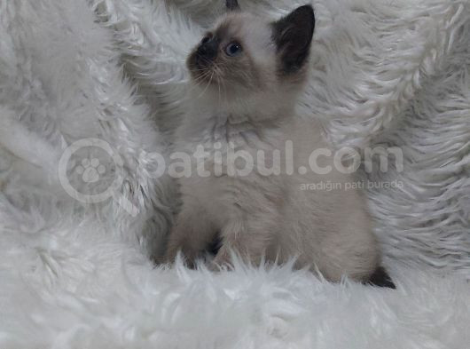 Safkan Bri̇tti̇sh Shorthai̇r Blue Poi̇nt Yavrular görsel