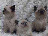 SAFKAN BRİTTİSH SHORTHAİR BLUE POİNT YAVRULAR