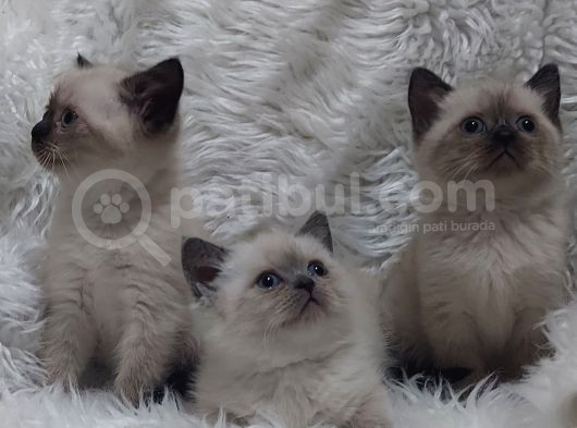 Safkan Bri̇tti̇sh Shorthai̇r Blue Poi̇nt Yavrular