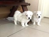 Maltese Terri̇er Pamukçu Doghouse Da